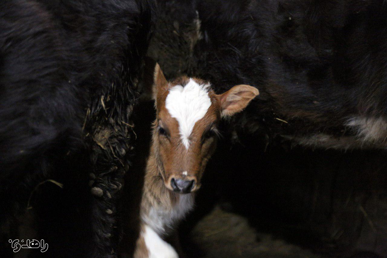 تور بوم گردی راهدون